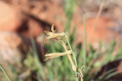 Dipcadi brevifolium