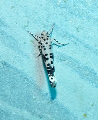 Yponomeuta pustulellus