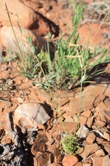Dipcadi brevifolium