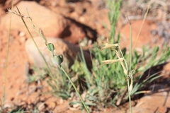 Dipcadi brevifolium