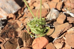 Dipcadi brevifolium