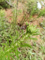Chlosyne definita