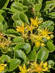 Phedimus kamtschaticus