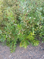 Salix pyrifolia