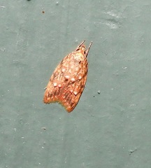 Lophopepla igniferella