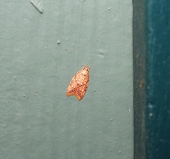 Lophopepla igniferella
