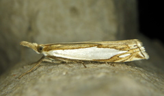 Crambus watsonellus