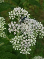 Synanthedon viburni