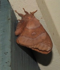 Opodiphthera rhythmica