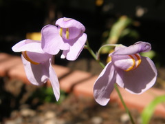 Utricularia reniformis