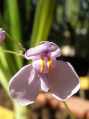 Utricularia reniformis