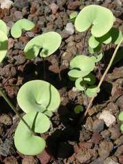 Utricularia reniformis