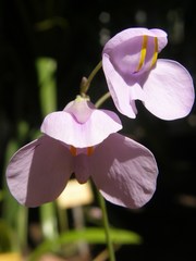 Utricularia reniformis