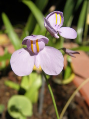Utricularia reniformis