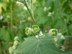 Ripariosida hermaphrodita