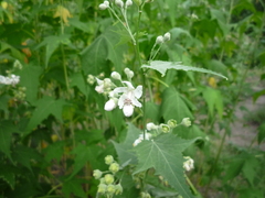 Ripariosida hermaphrodita