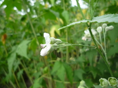 Ripariosida hermaphrodita