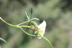 Merremia verecunda
