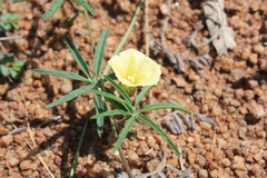 Merremia verecunda