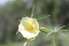 Merremia verecunda