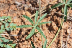 Merremia verecunda