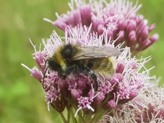 Bombus campestris