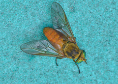Silvius alpinus