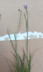 Sisyrinchium scabrum