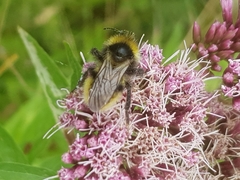 Bombus campestris