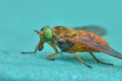 Silvius alpinus