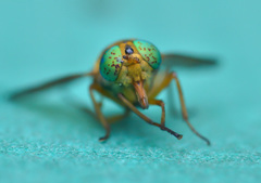 Silvius alpinus