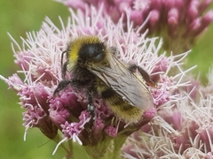 Bombus campestris