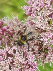 Bombus campestris