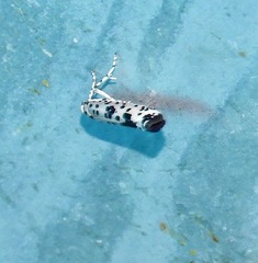 Yponomeuta pustulellus