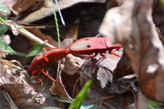Probergrothius nigricornis