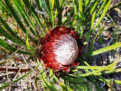 Protea denticulata