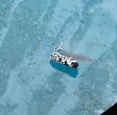 Yponomeuta pustulellus