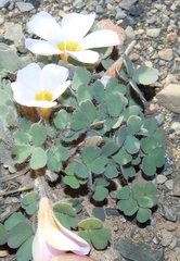 Oxalis annae