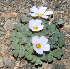 Oxalis annae