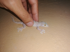 Ptyodactylus