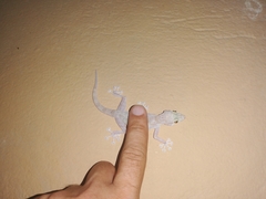 Ptyodactylus