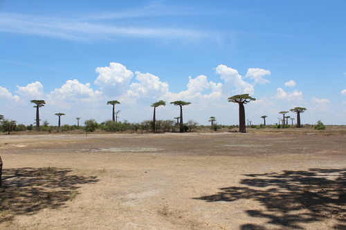 Image of Adansonia grandidieri by (c) Michael A. Alcorn, some rights reserved (CC BY)