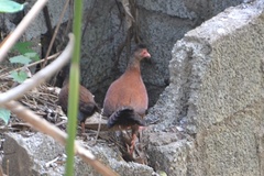 Galloperdix spadicea