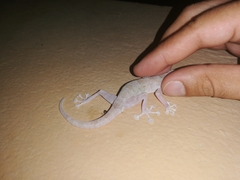 Ptyodactylus