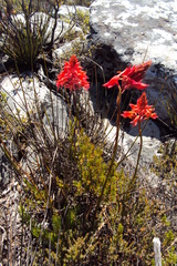 Disa ferruginea