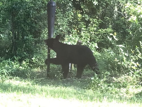 American Black Bear photographed in Florida