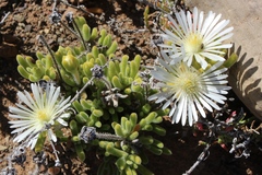 Drosanthemum eburneum