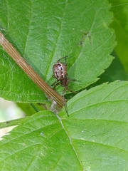 Enoplognatha caricis