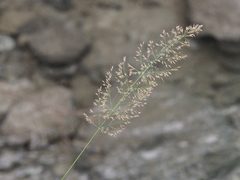 Calamagrostis varia