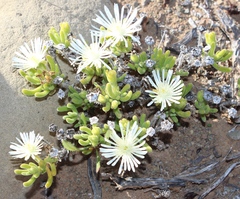 Drosanthemum eburneum